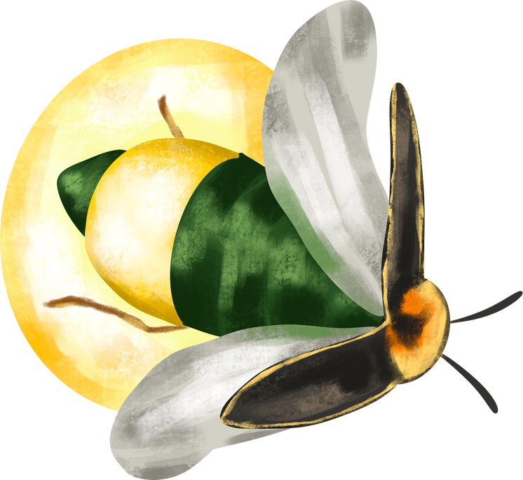 watercolor insect firefly